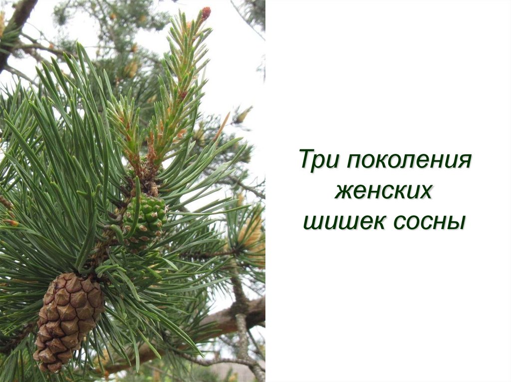 Женская шишка сосны. Мужские шишки сосны голосеменных. Женские шишки сосны. Женские шишки сосны обыкновенной. Сосна обыкновенная ветка с шишкой.