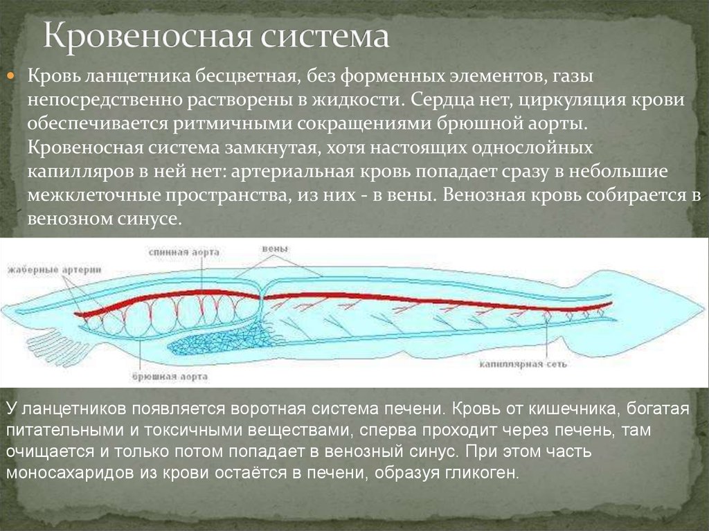 Кровеносная система ланцетника схема в цвете