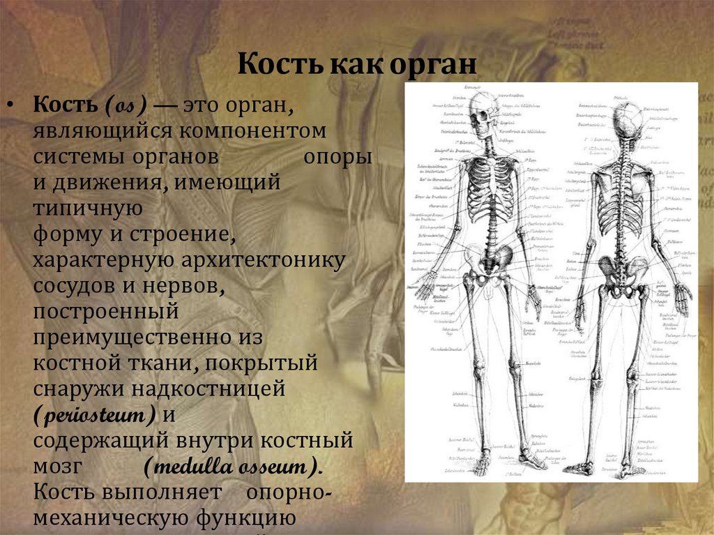 Особенности строения костей. Органы костной системы. Костная система кость как орган. Способы и механизмы образования костей. Способы образования костей.