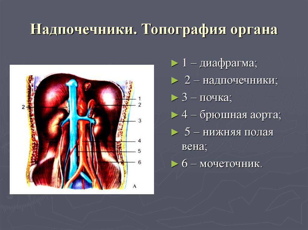 Где находятся почки и надпочечники у человека фото со спины женщины