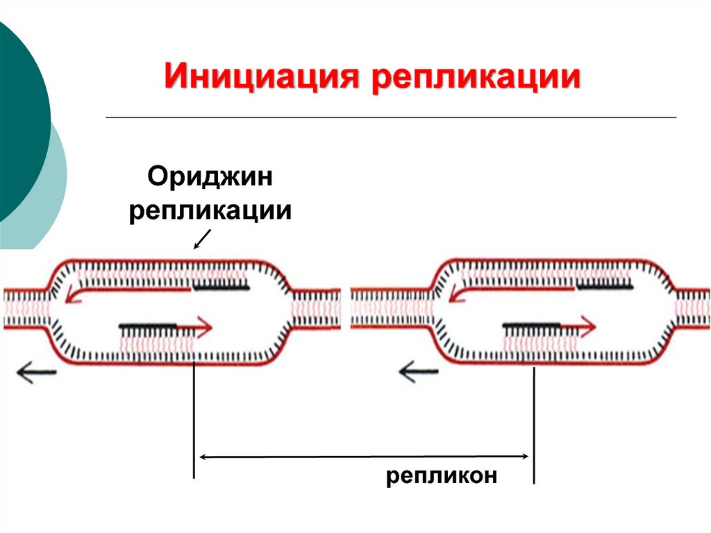 Фактор репликации. Ориджин репликации. Элонгация репликации. Инициация репликации. Ориджины репликации.