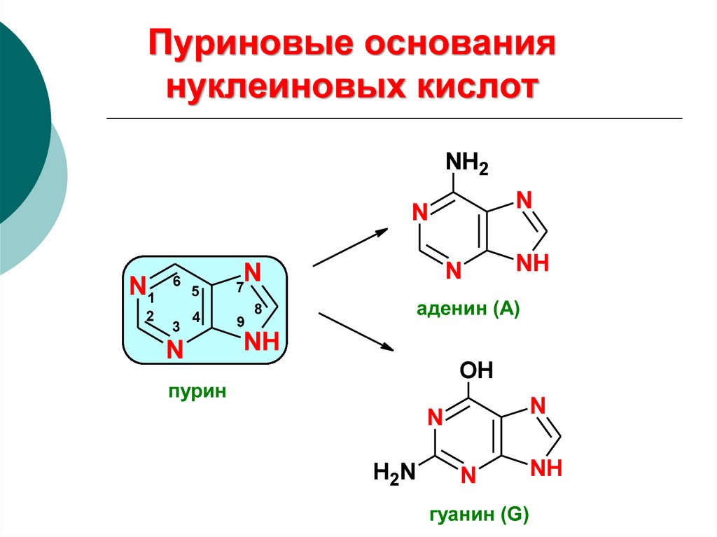 Схема пуринового обмена