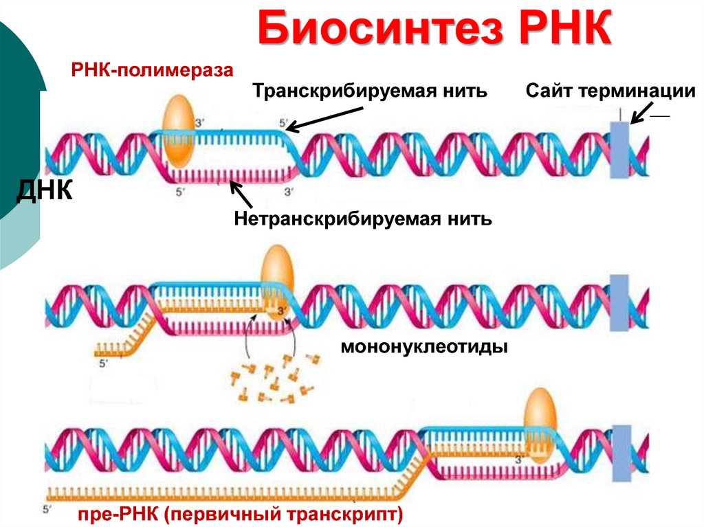 Биосинтез РНК