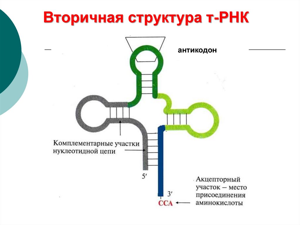 Вторичная рнк. Вторичная структура РНК формула. Вторичная структура структура РНК. Структура транспортной РНК. Структуры РНК первичная вторичная и третичная.