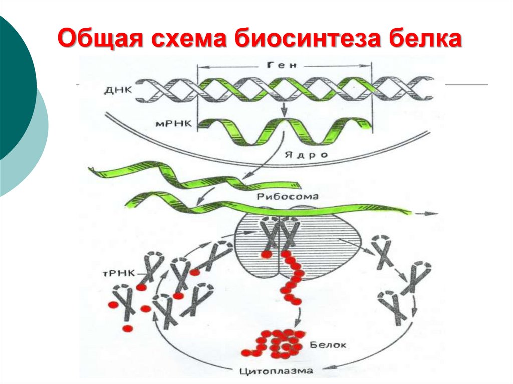 Общая схема биосинтеза белка