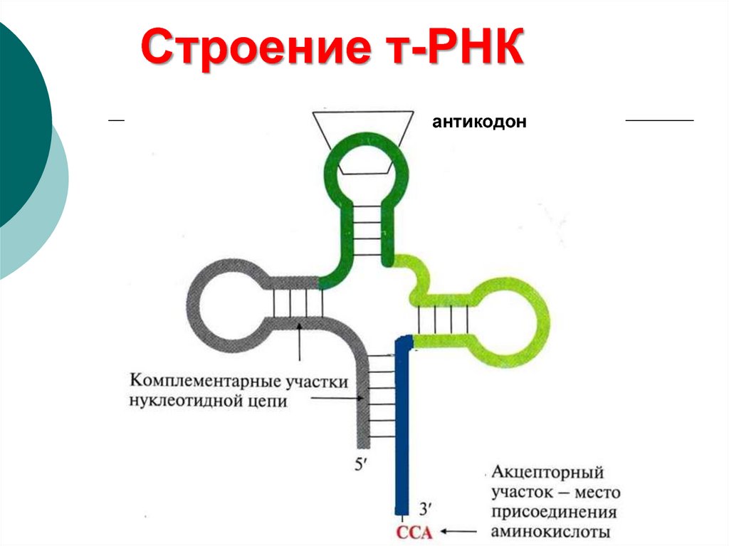 Антикодоны транспортной рнк комплементарны