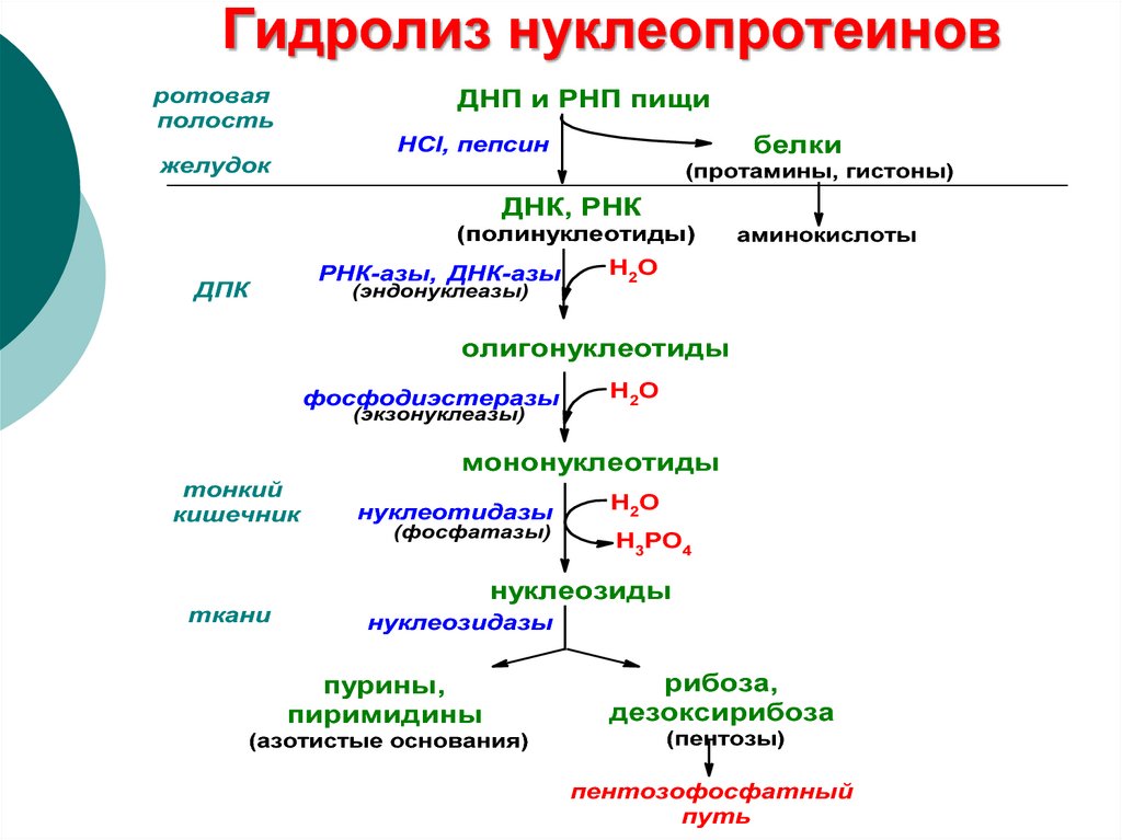 Ферменты распада белков. Нуклеопротеины. Схема гидролиза нуклеопротеинов. Схема гидролиза нуклеопротеинов биохимия. Схема полного гидролиза нуклеопротеинов. Продукты гидролиза нуклеопротеидов.