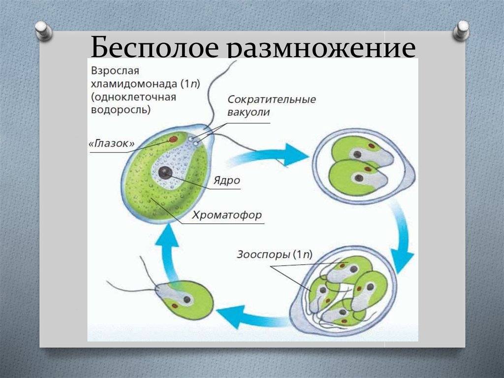В каких биотехнологиях используют одноклеточные водоросли. Половое размножение хламидомонады. Шизогония хламидомонады. Размножение одноклеточных водорослей. Бесполое размножение водорослей схема.