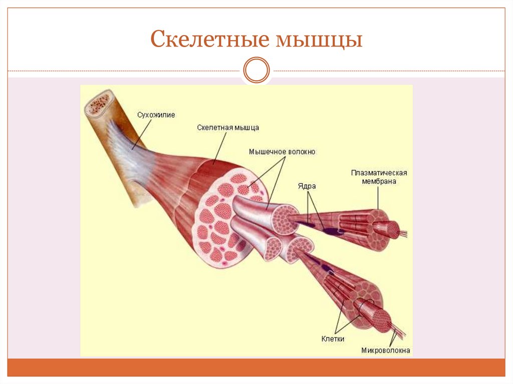 Основные скелетные мышцы