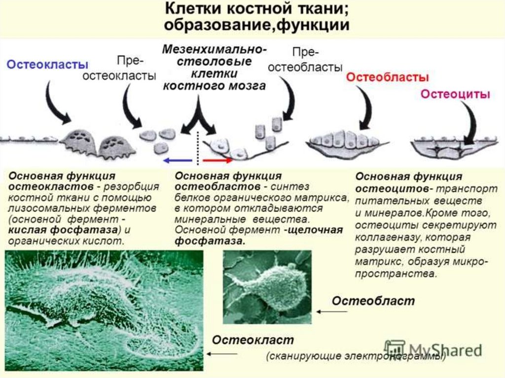 Схема строения остеобласта