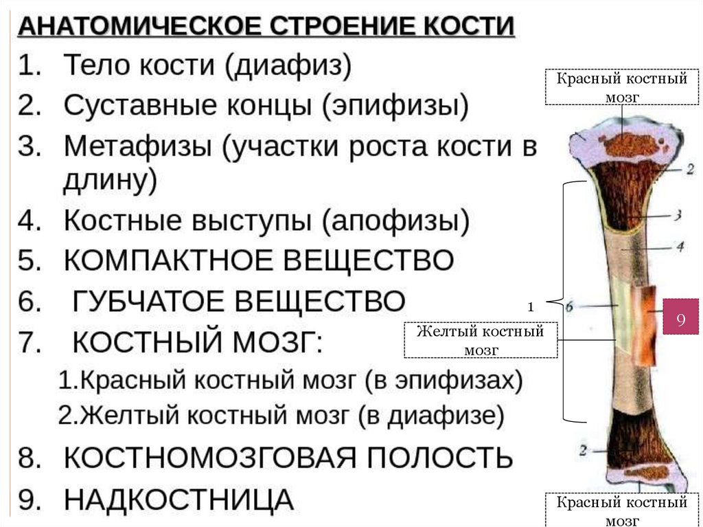 Рост кости осуществляется