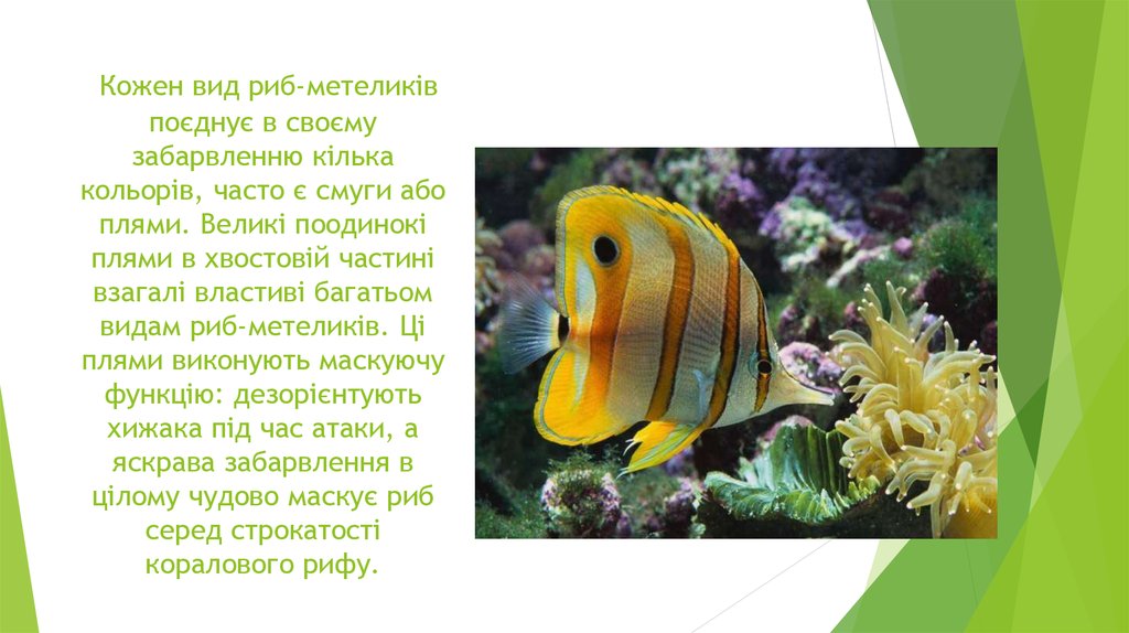 Кожен вид риб-метеликів поєднує в своєму забарвленню кілька кольорів, часто є смуги або плями. Великі поодинокі плями в