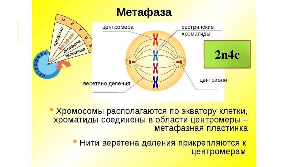 Расхождение центриолей с образованием веретена деления. Метафаза клетки. Какие процессы происходят в метафазе митоза. Метафаза 1 описание. Метафаза описание процесса.