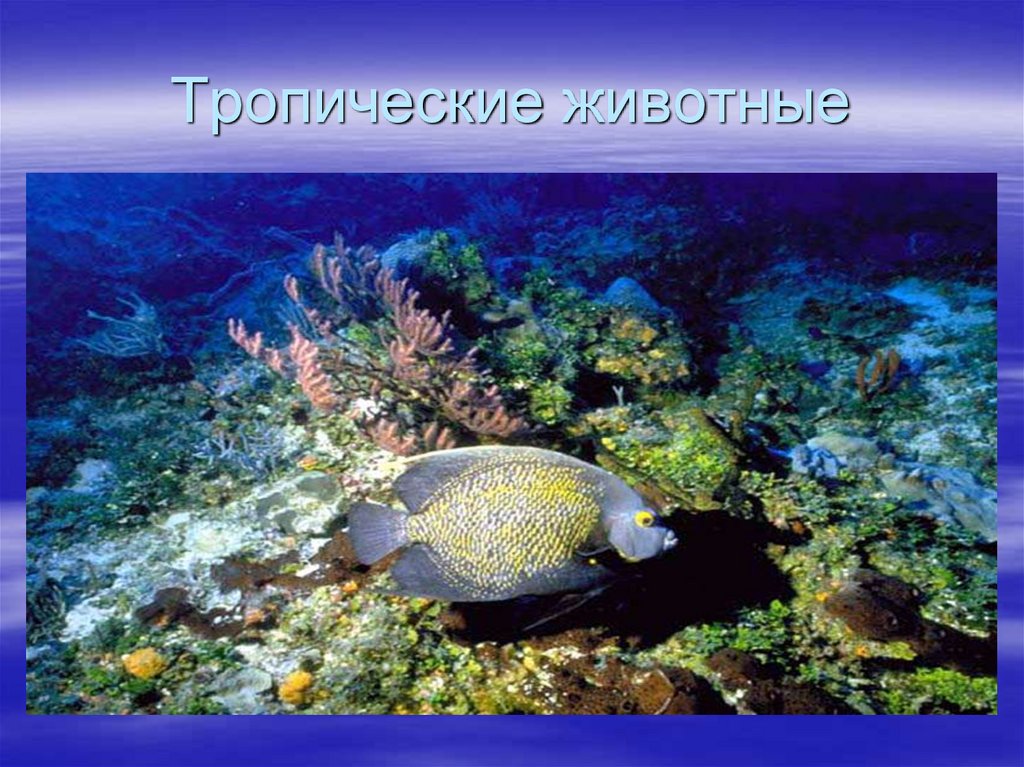 Тропические животные