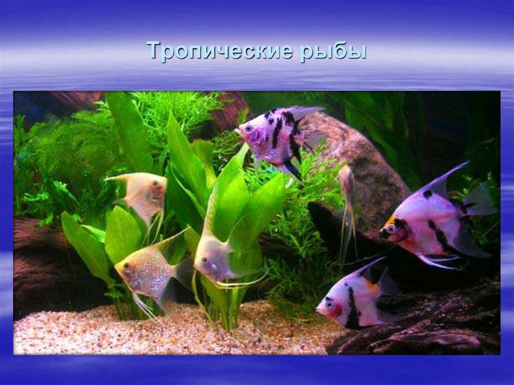 Тропические рыбы