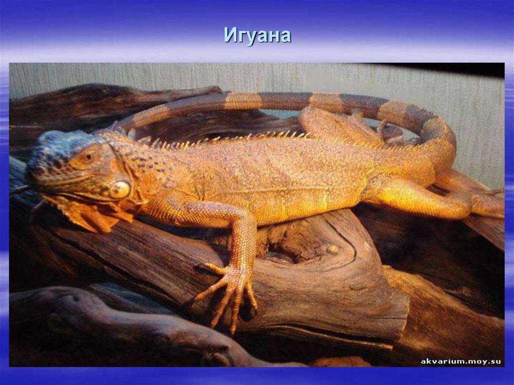 Игуана