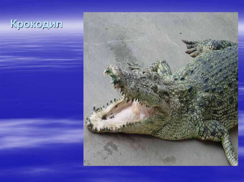 Крокодил