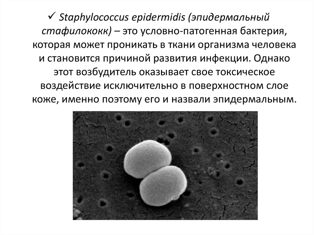 Стафилококк в организме