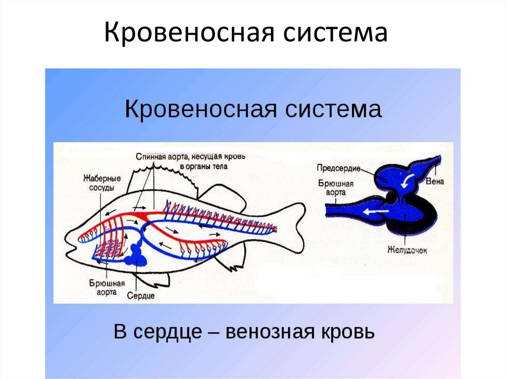 Особенности кровообращения рыб. Схема строения кровеносной системы рыб. Строение кровеносной системы костистой рыбы. Схема кровеносной костной рыбы. Схема кровеносной системы костистой рыбы.
