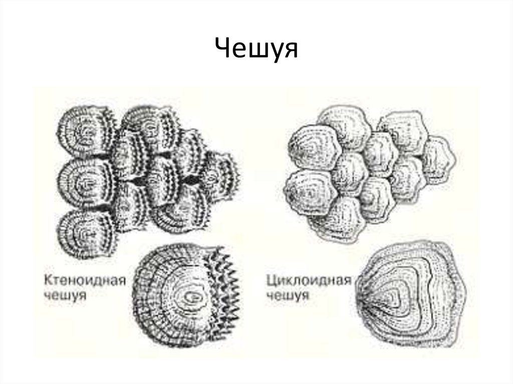 Циклоидная чешуя. Ктеноидная циклоидная ганоидная чешуя. Строение ктеноидной чешуей. Ганоидная чешуя костных рыб. Строение циклоидной чешуи.