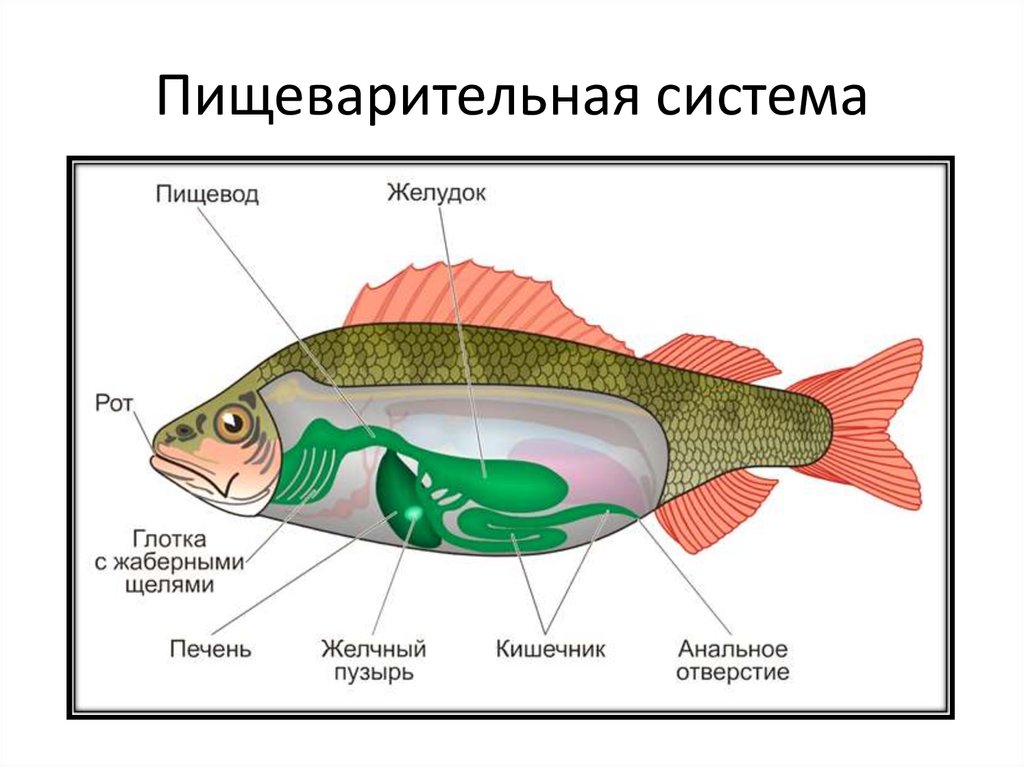 Урок класс рыбы 7 класс
