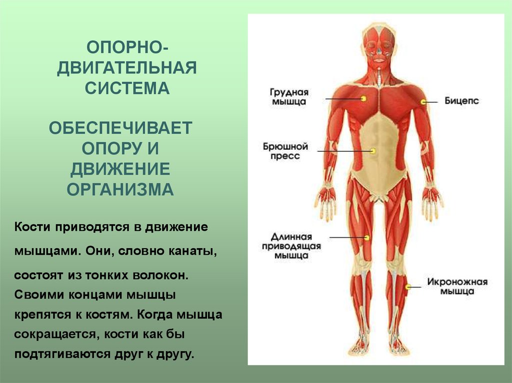 Питание кости обеспечивает. К органам опорно-двигательной системы человека относятся:. Опорно-двигательная система человека состоит из скелета и мышц. Двигательная система органы входящие в систему. Из каких органов состоит опорно двигательная система.