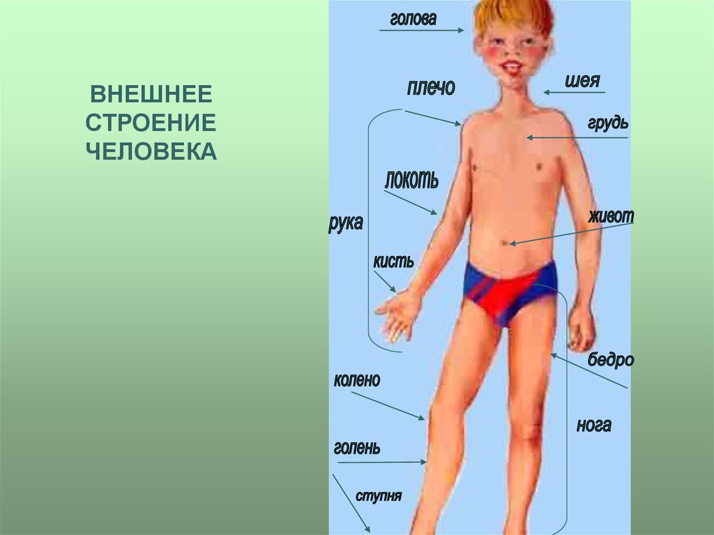 Презентация части тела человека