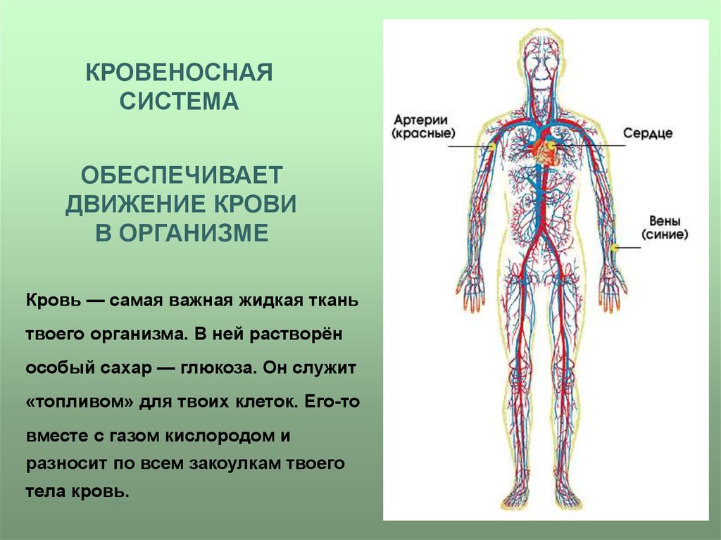 Класс систем органов. Кровеносная система человека схема 4 класс. Функция кровеносной системы человека 3 класс. Из чего состоит кровеносная система человека 3 класс окружающий мир. Из чего состоит кровеносная система 3 класс окружающий мир.