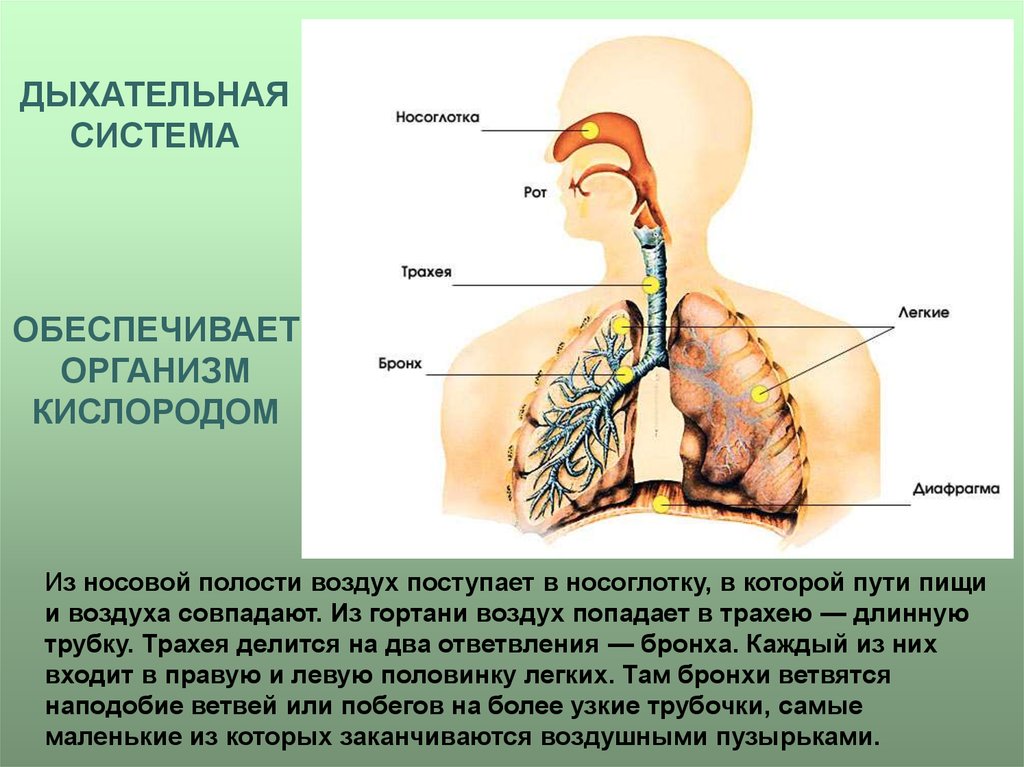 Впервые дыхание с помощью легких появляется у. Организм человека 3 класс дыхательная система. Система органов дыхания человека 3 класс окружающий мир. Окружающий мир организм человека 3 класс дыхательная система. Презентация на тему органы дыхания.