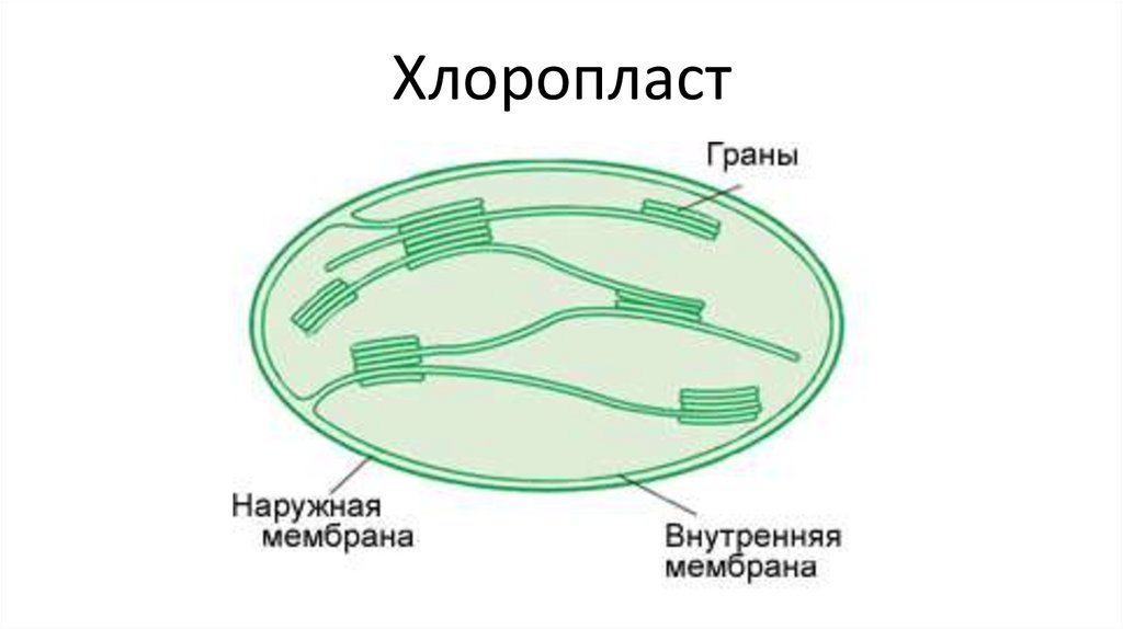 Уровень организации хлоропласта