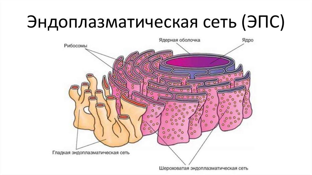 Установи какими цифрами на рисунке обозначены следующие клеточные органоиды эндоплазматическая сеть