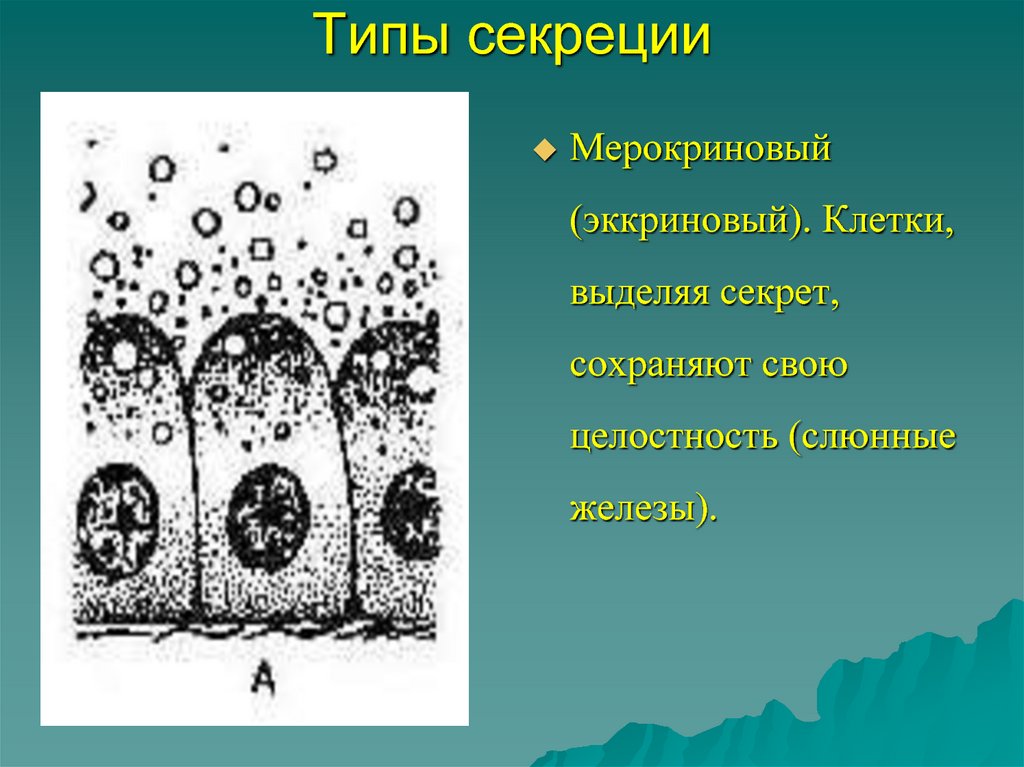 Группы железистых клеток. Мерокриновый апокриновый голокриновый Тип секреции. Мерокриновый Тип секреции желез. Типы железистой секреции. Типы секреции железистых клеток.
