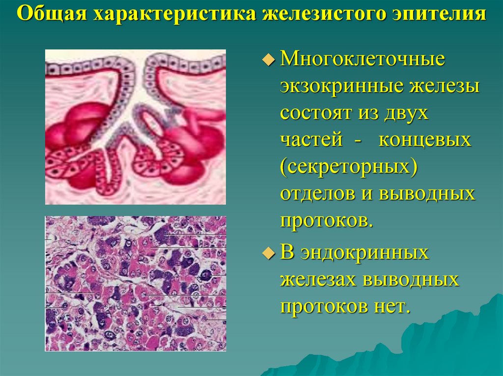 Экзокринные железы выводные протоки. Экзокринные железы классификация гистология. Структура железистого эпителия. Железистый эпителий строение.