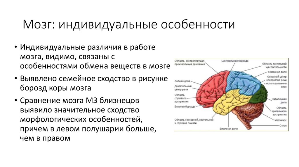 Особенности головного мозга ребенка. Каковы морфологические особенности головного мозга. Цвет стимулирующий мозговую деятельность. Индивидуальные особенности мозговой деятельности.