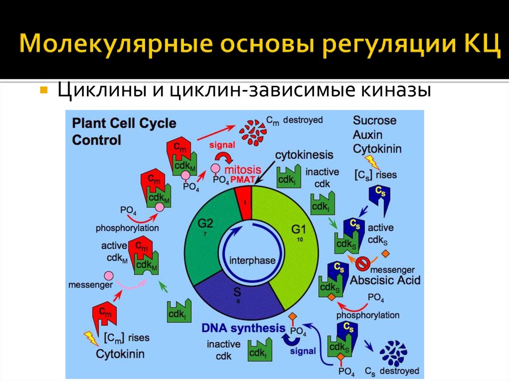 Основы регуляции. Циклины и циклинзависимые киназы. Клеточный цикл. Циклины. Циклин-зависимые киназы.. Циклины их функция. Циклин зависимые киназы.