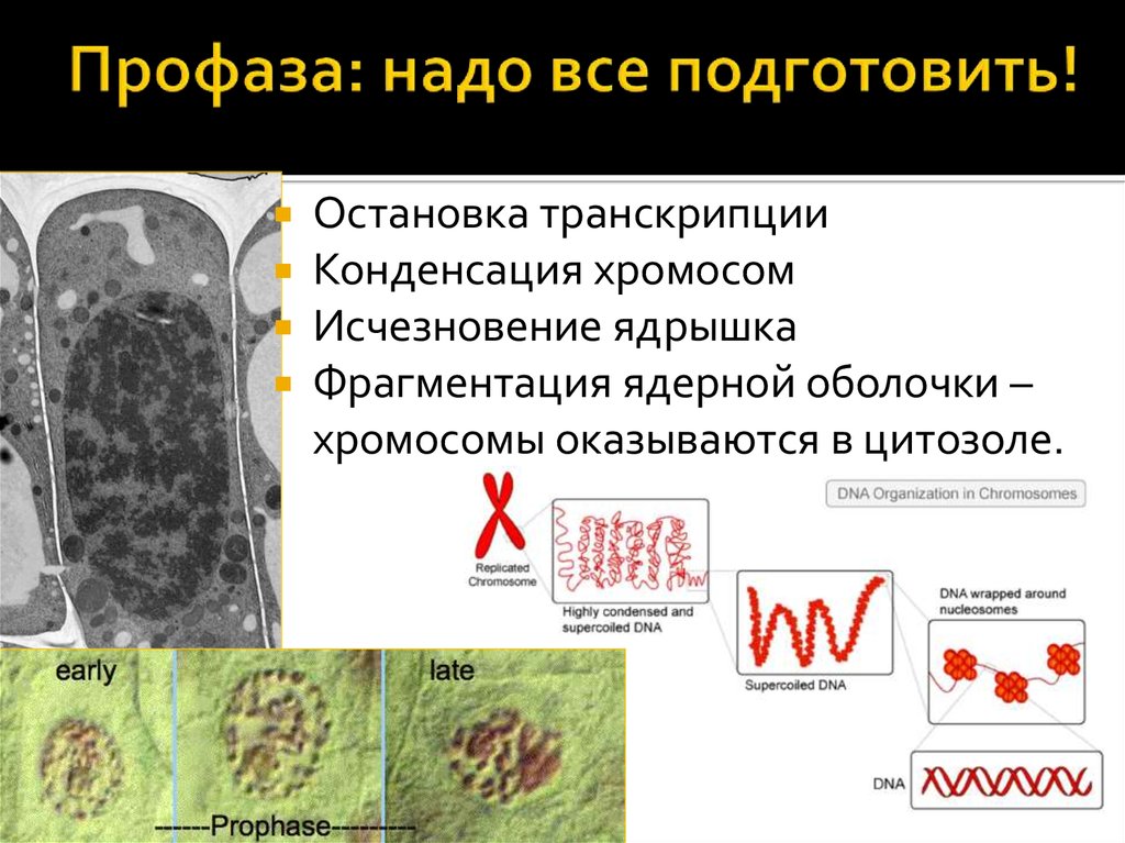 Исчезновение ядерной оболочки происходит в. Фрагментация ядерной оболочки. Фрагментация ядерной мембраны. Фрагментация ядрышка и ядерной оболочки. Фрагментация ядерной оболочки начинается в начале.