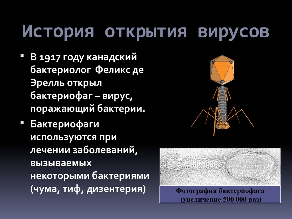 Открытие вирусов. История открытия вирусов. История открытия бактериофагов. Открытие вирусов и бактериофагов. Кто открыл вирусы.