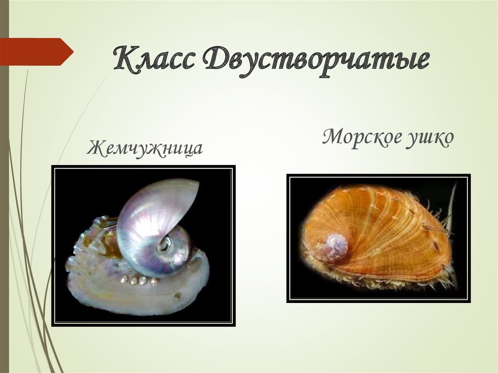 Класс Двустворчатые