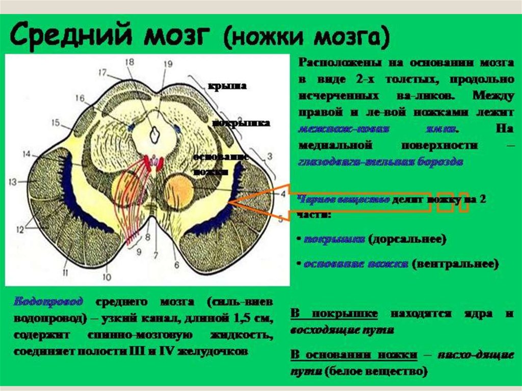 Средний мозг включает в себя. Строение среднего мозга анатомия. Покрышка ножки среднего мозга. Средний мозг крыша покрышка и основание. Анатомия среднего мозга анатомия промежуточного.