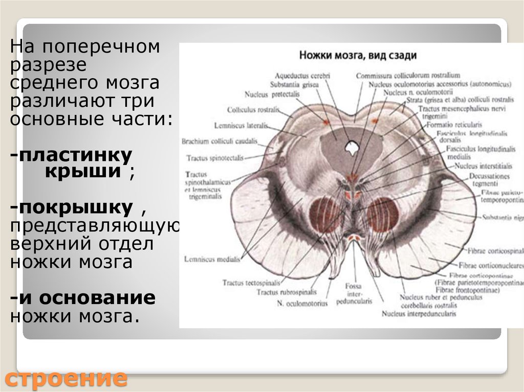 Ножки мозга