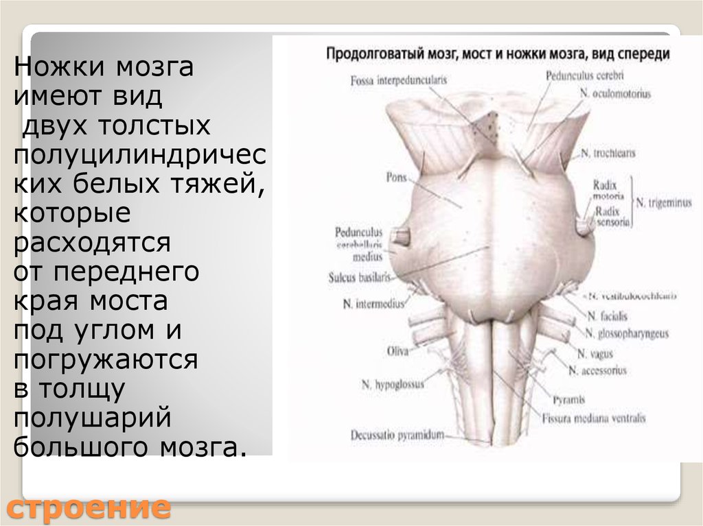 Ножки мозга. Ножки среднего мозга. Средний мозг ножки большие. Общая топология среднего мозга.