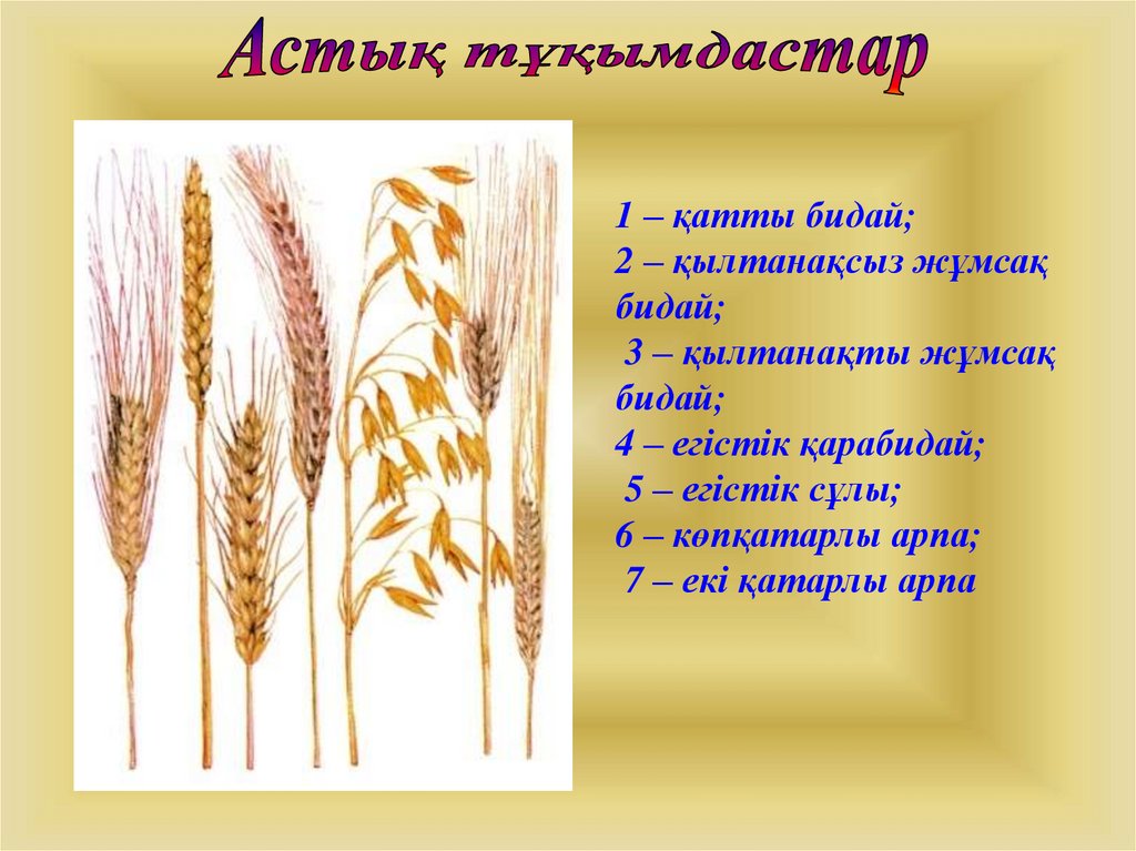 Өсімдік шаруашылығының негізгі бағыттары 5 сынып. Өсімдік селекциясы презентация. Егіннің бастары презентация. Бидай Масағы жапсыру тех карта. Раскраска бидай дәнім.