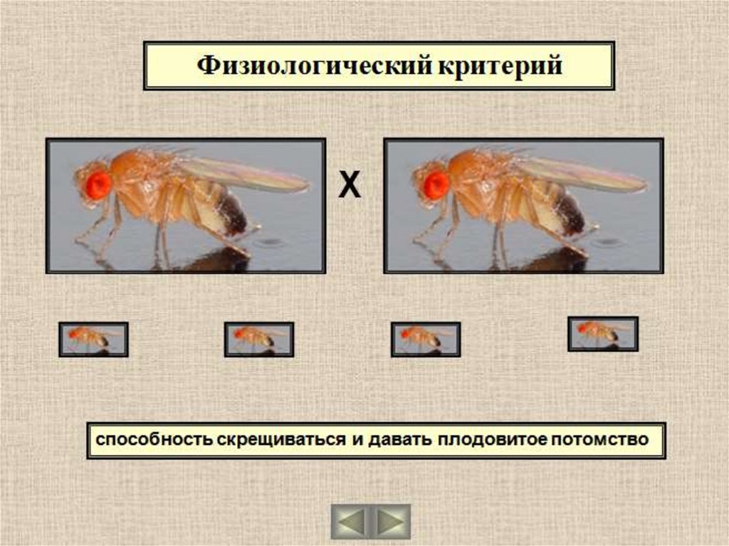 Физиологический критерий. Физиологический критерий вида. Физиологический вид биология. Физиологический критерий примеры. Примеры физиологического критерия вида в биологии.