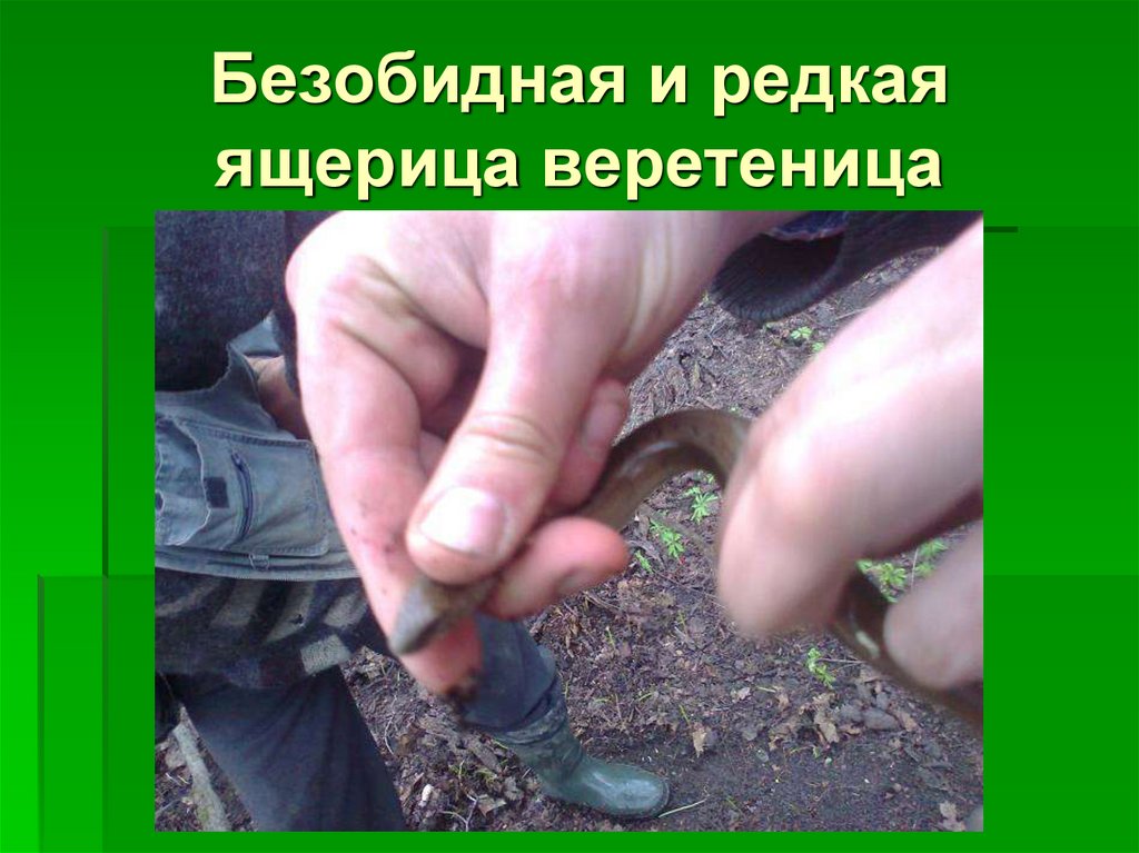 Безобидная и редкая ящерица веретеница