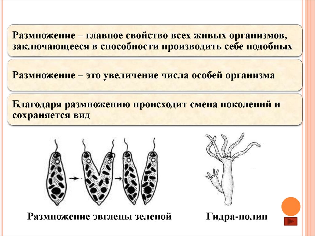 Размножение осуществляется. Размножение многоклеточных. Размножение простейших организмов. Особенности размножения простейших. Половое размножение у многоклеточных.