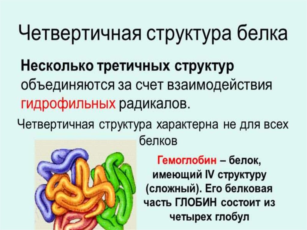 Белки презентация 10 класс биология