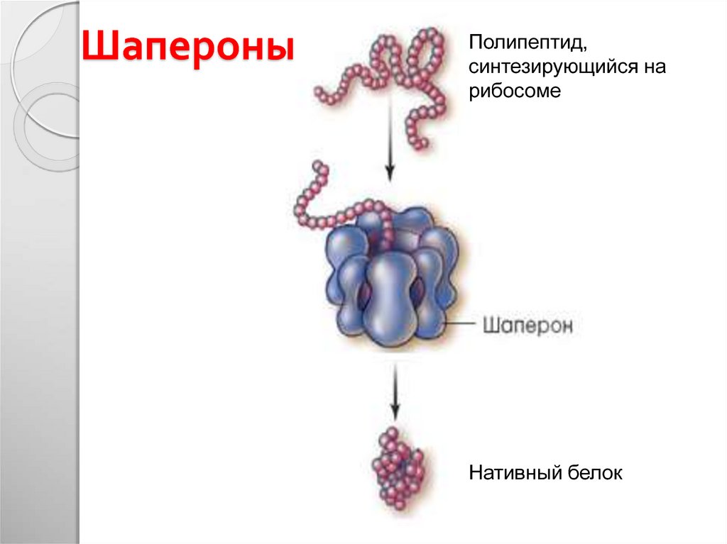 Синтезирующийся полипептид. Фолдинг белка шапероны. Шапероны биохимия. Шапероны биохимия строение. Белки шапероны участвуют в процессе.