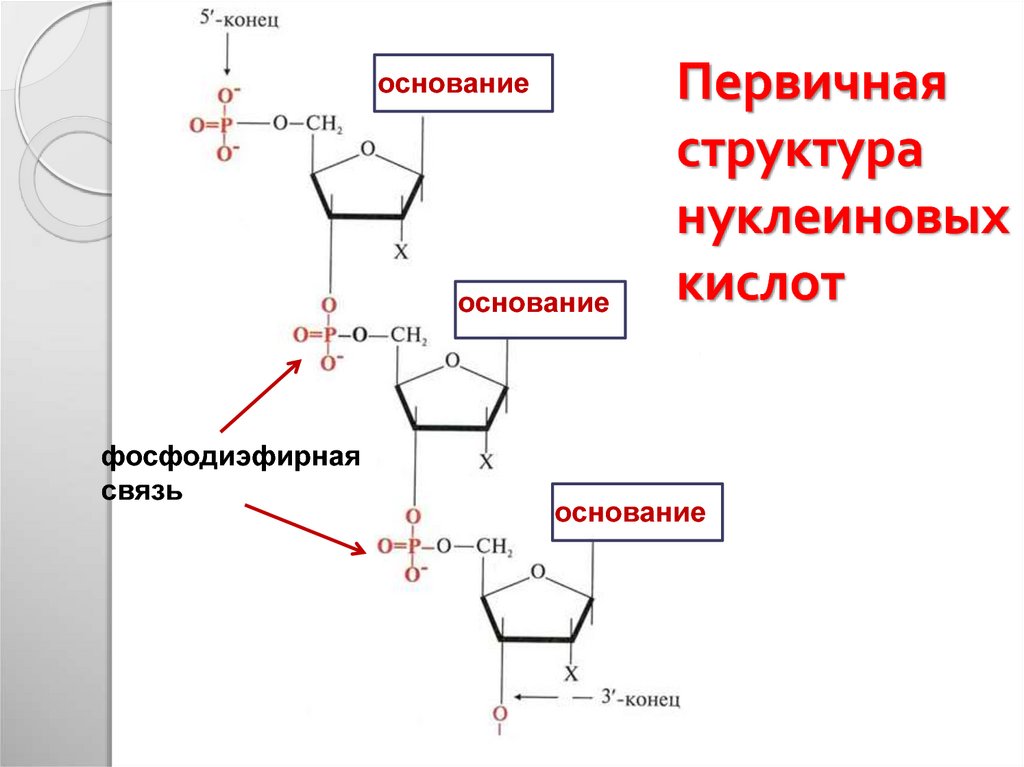 Состав нуклеотида нуклеиновой кислоты. Первичная структура нуклеиновых кислот. Первичная структура нуклеиновых кислот нуклеиновых кислот. Вторичная структура нуклеиновых кислот формула. Первичная структура нуклеотида.