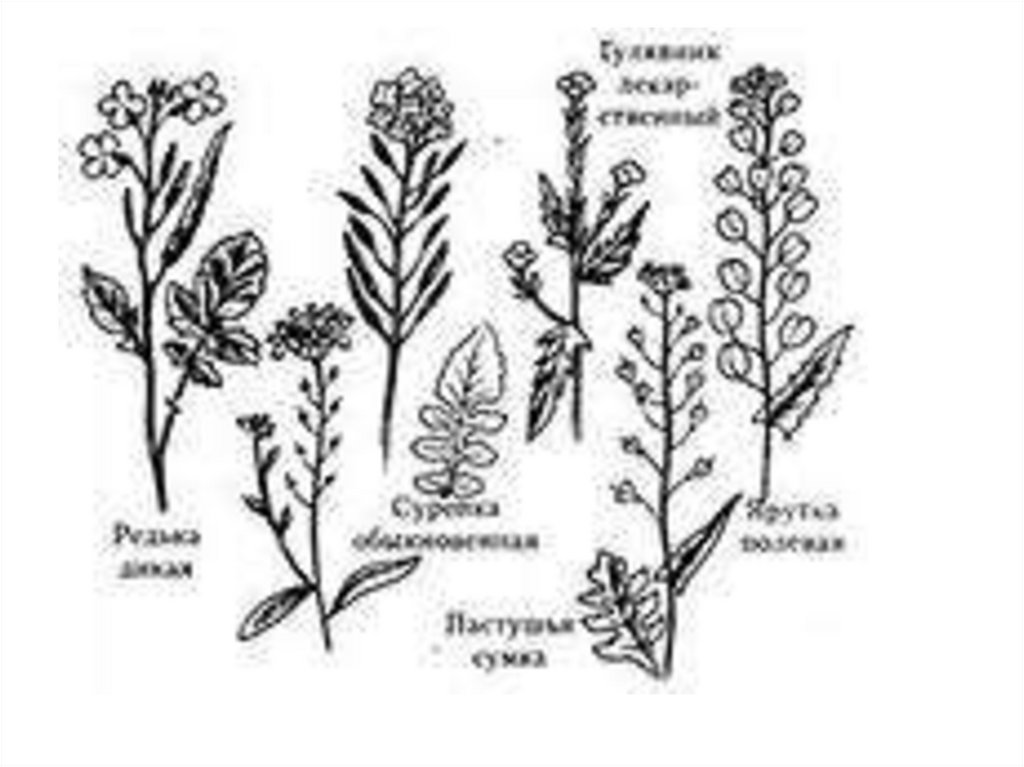 Дикая редька пастушья сумка. Семейство крестоцветные рисунок. Пастушья сумка семейство. Представители крестоцветных растений. Пастушья сумка семейство крестоцветные.