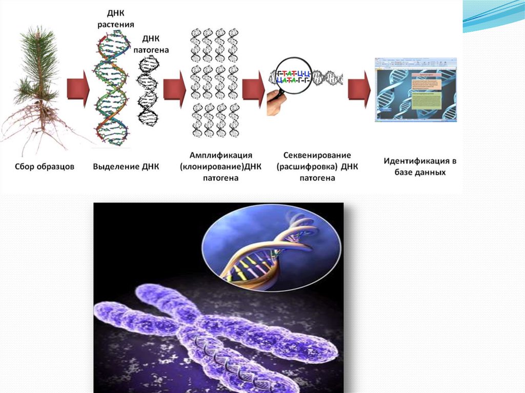 Dna расшифровка